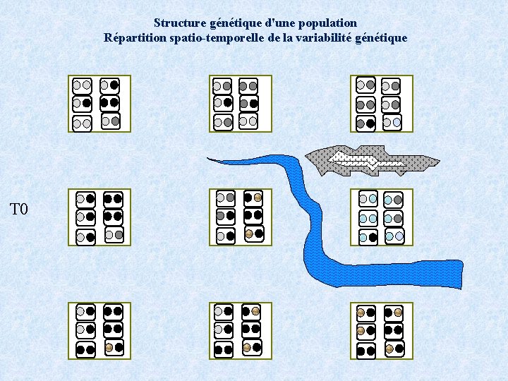 Structure génétique d'une population Répartition spatio-temporelle de la variabilité génétique T 0 