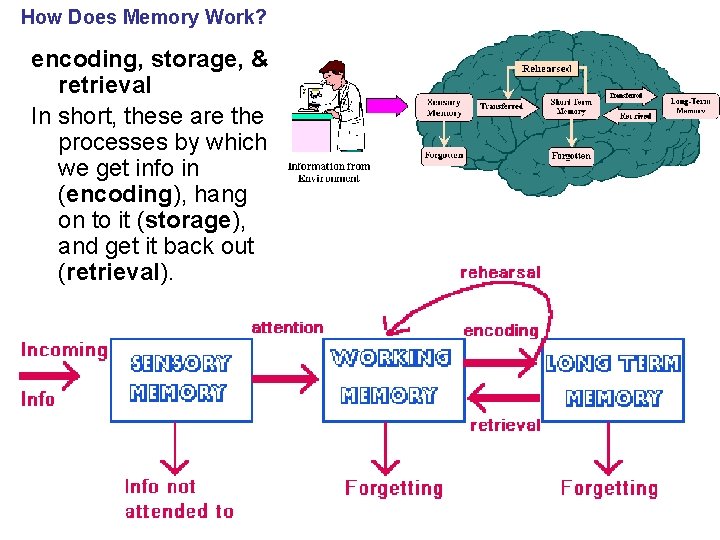 How Does Memory Work? encoding, storage, & retrieval In short, these are the processes