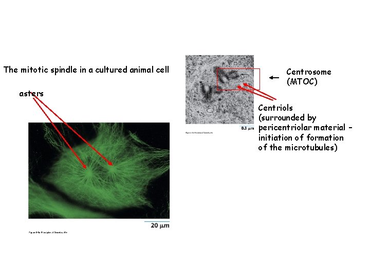 The mitotic spindle in a cultured animal cell Centrosome (MTOC) asters Centriols (surrounded by