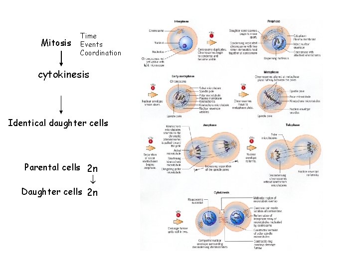 Mitosis Time Events Coordination cytokinesis Identical daughter cells Parental cells 2 n Daughter cells