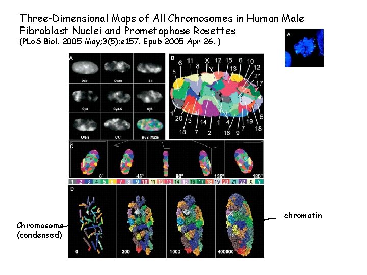 Three-Dimensional Maps of All Chromosomes in Human Male Fibroblast Nuclei and Prometaphase Rosettes (PLo.