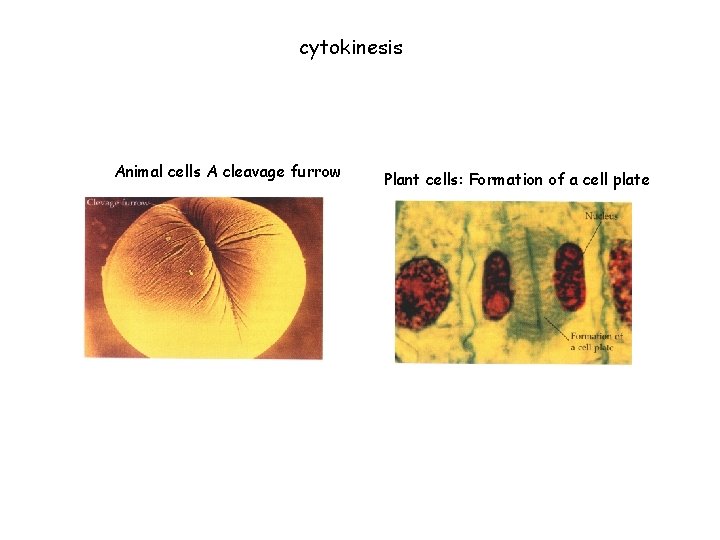 cytokinesis Animal cells A cleavage furrow Plant cells: Formation of a cell plate 