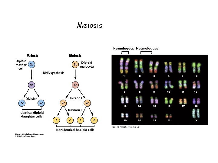 Meiosis 