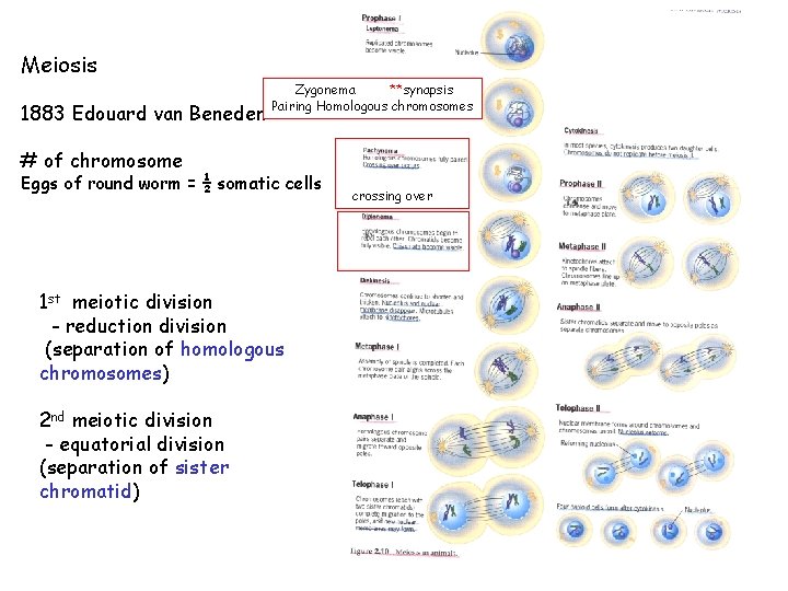 Meiosis 1883 Edouard van Beneden Zygonema **synapsis Pairing Homologous chromosomes # of chromosome Eggs