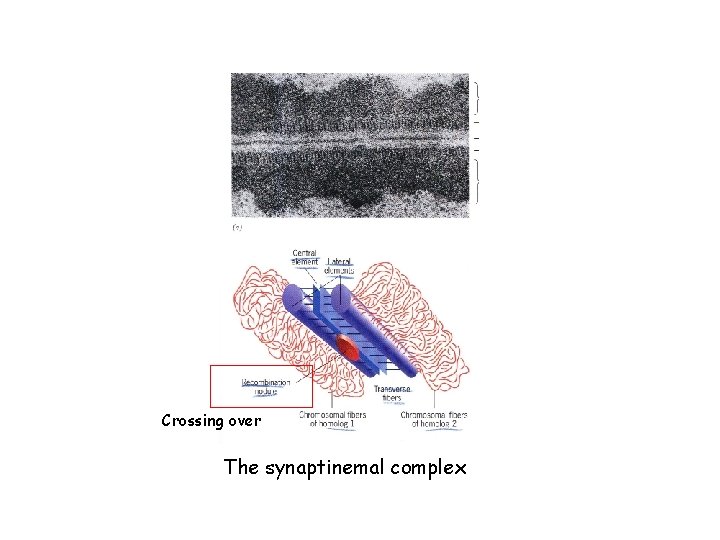 Crossing over The synaptinemal complex 