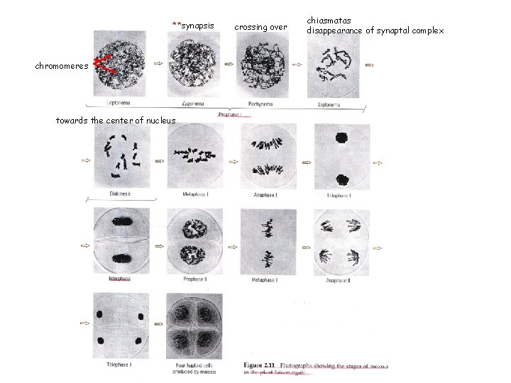 **synapsis chromomeres towards the center of nucleus crossing over chiasmatas disappearance of synaptal complex