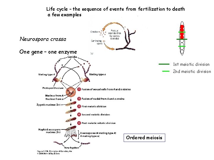 Life cycle – the sequence of events from fertilization to death a few examples