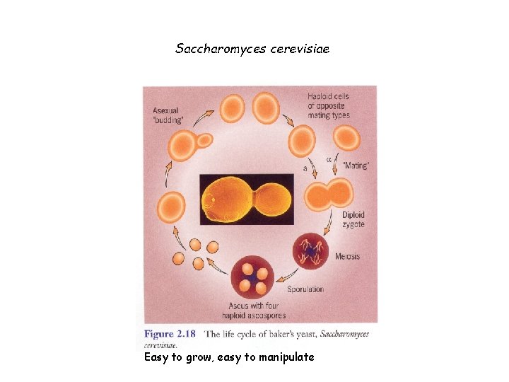 Saccharomyces cerevisiae Easy to grow, easy to manipulate 