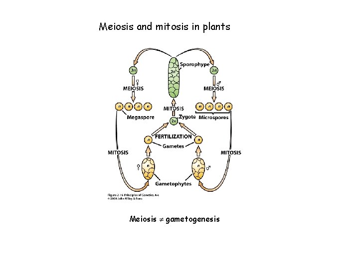 Meiosis and mitosis in plants Meiosis gametogenesis 