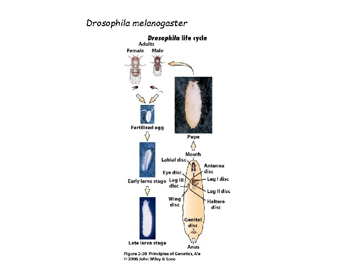 Drosophila melanogaster 