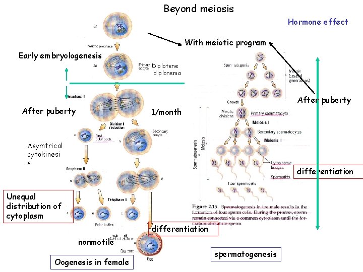 Beyond meiosis Hormone effect With meiotic program Early embryologenesis Diplotene diplonema After puberty 1/month