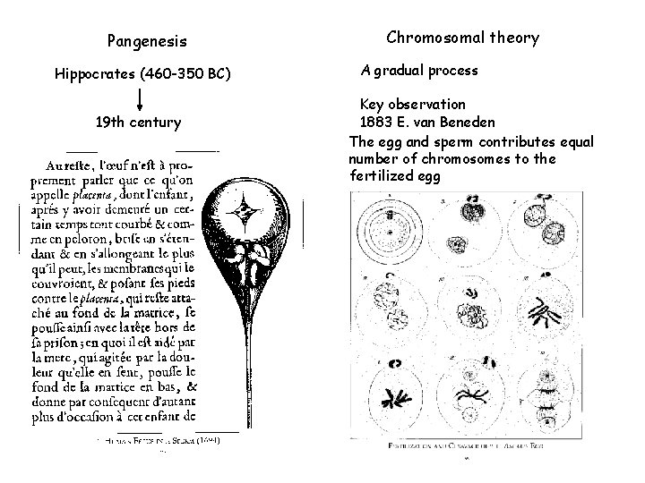 Pangenesis Hippocrates (460 -350 BC) 19 th century Chromosomal theory A gradual process Key