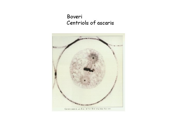 Boveri Centriols of ascaris 