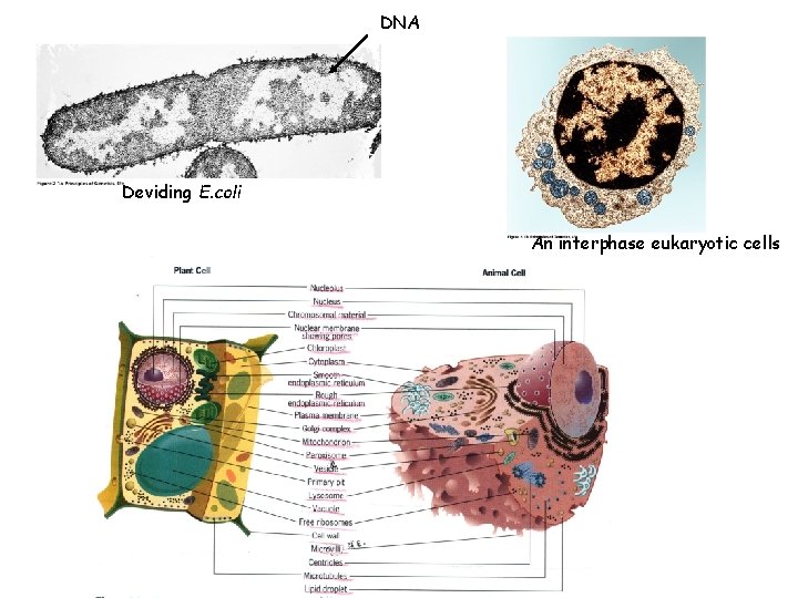 DNA Deviding E. coli An interphase eukaryotic cells 