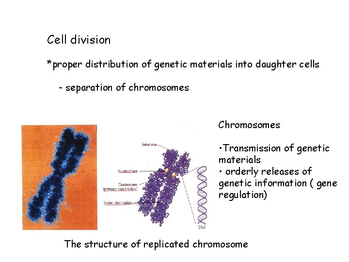 Cell division *proper distribution of genetic materials into daughter cells - separation of chromosomes