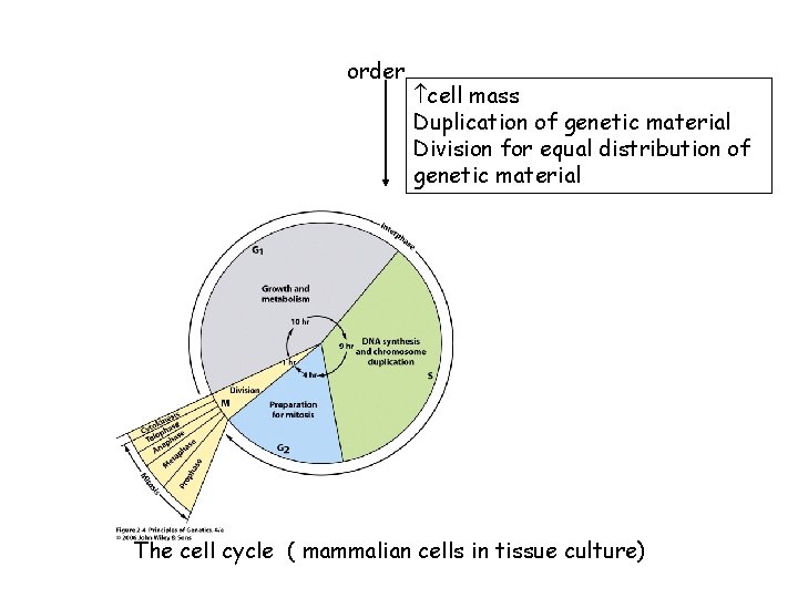 order cell mass Duplication of genetic material Division for equal distribution of genetic material