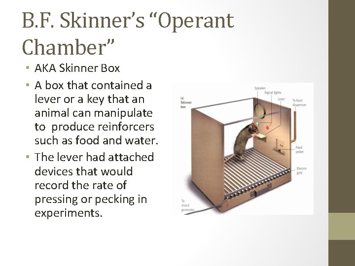 B. F. Skinner’s “Operant Chamber” • AKA Skinner Box • A box that contained