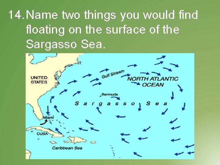14. Name two things you would find floating on the surface of the Sargasso
