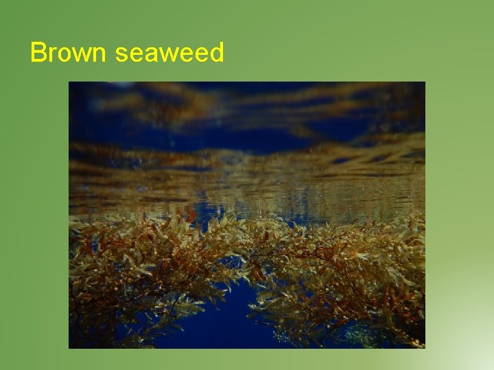 Brown seaweed 