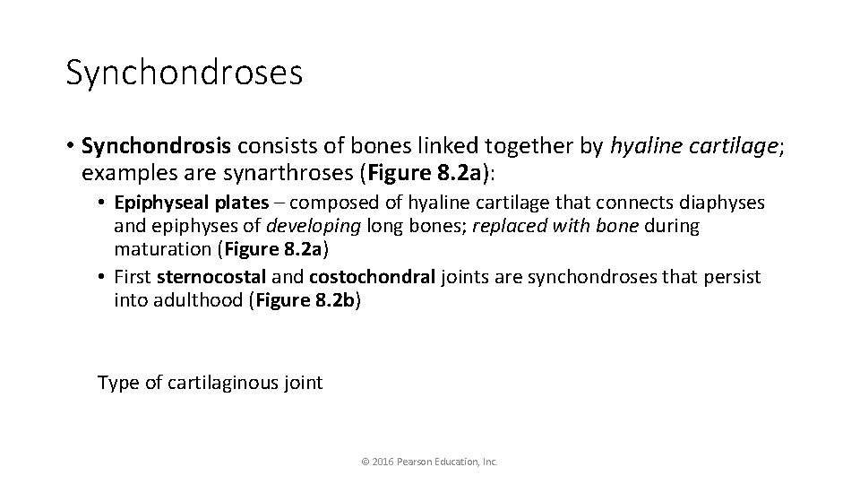 Synchondroses • Synchondrosis consists of bones linked together by hyaline cartilage; examples are synarthroses