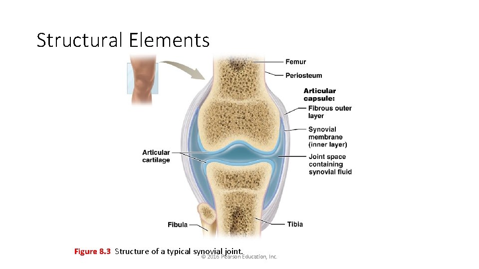 Structural Elements Figure 8. 3 Structure of a typical synovial joint. © 2016 Pearson