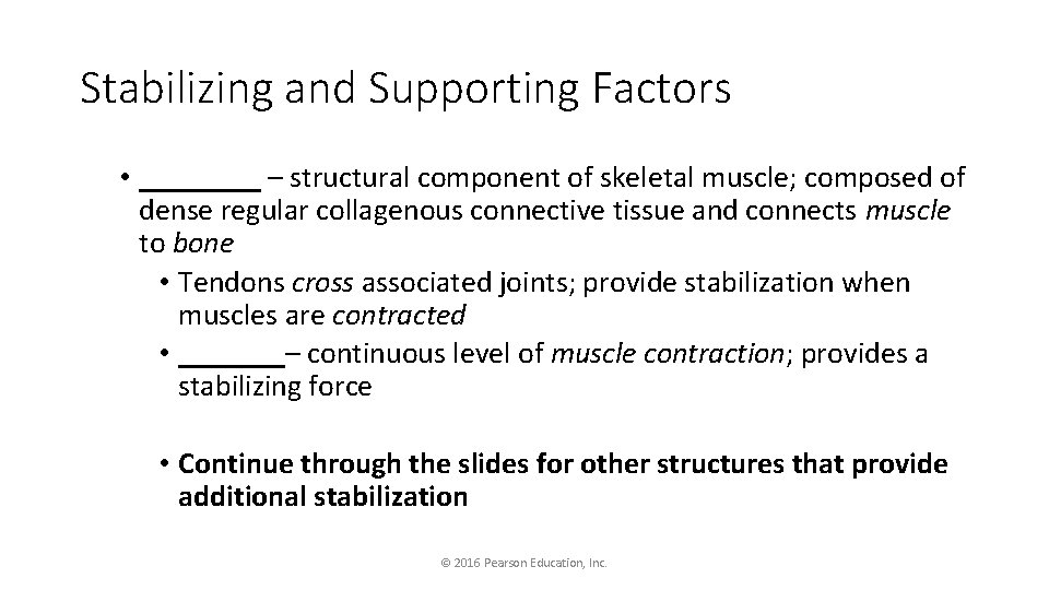 Stabilizing and Supporting Factors • ____ – structural component of skeletal muscle; composed of