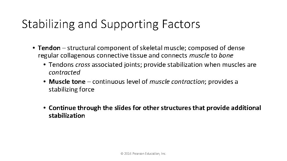 Stabilizing and Supporting Factors • Tendon – structural component of skeletal muscle; composed of