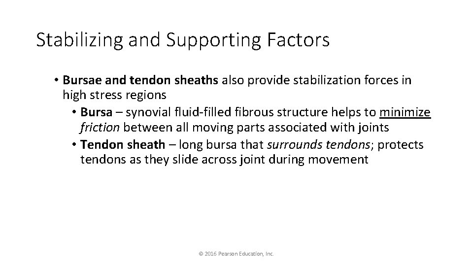 Stabilizing and Supporting Factors • Bursae and tendon sheaths also provide stabilization forces in