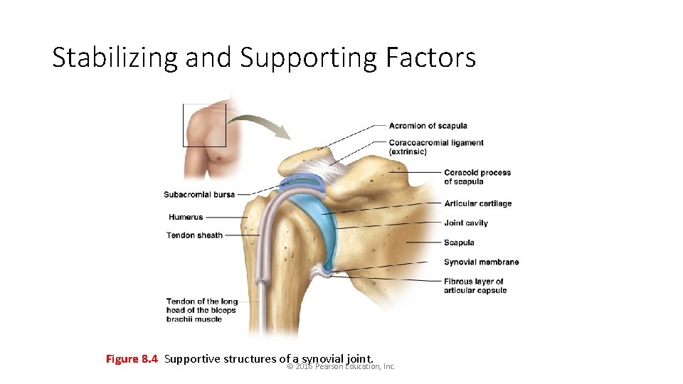 Stabilizing and Supporting Factors Figure 8. 4 Supportive structures of©a 2016 synovial joint. Pearson