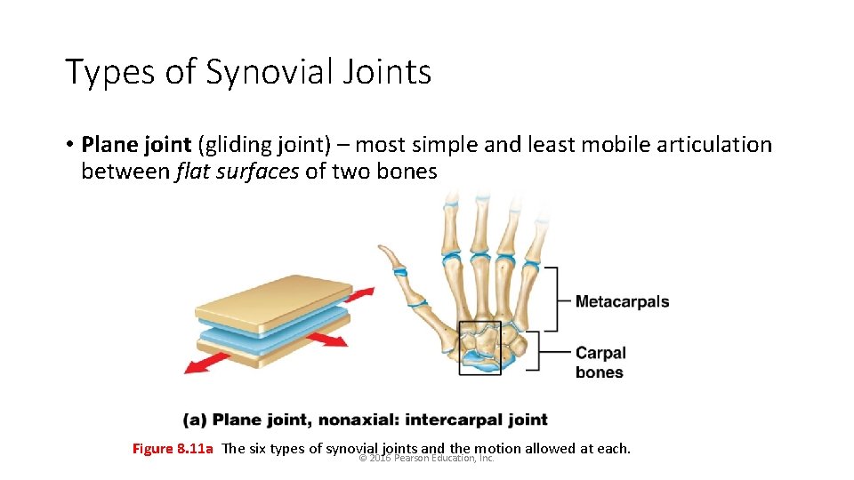 Types of Synovial Joints • Plane joint (gliding joint) – most simple and least