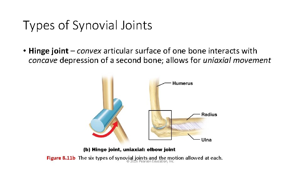 Types of Synovial Joints • Hinge joint – convex articular surface of one bone