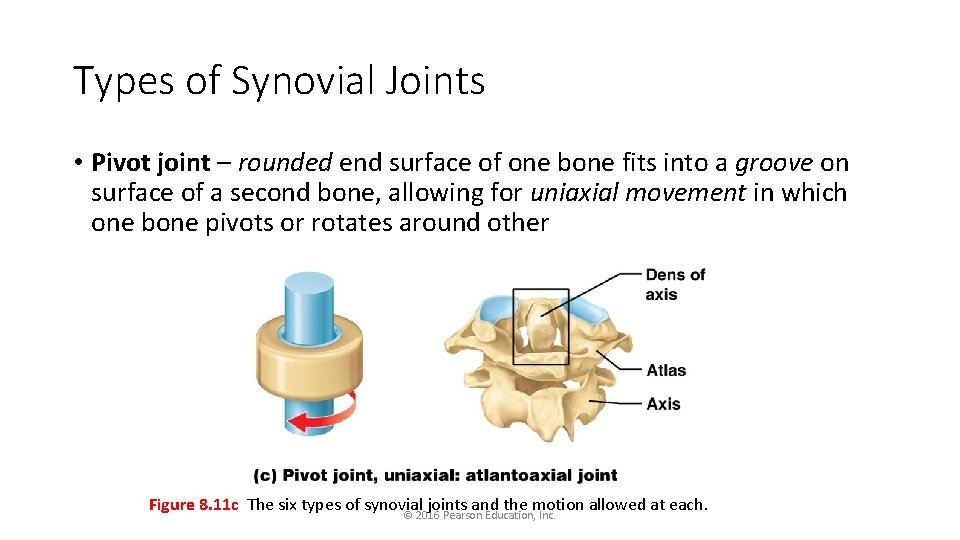 Types of Synovial Joints • Pivot joint – rounded end surface of one bone