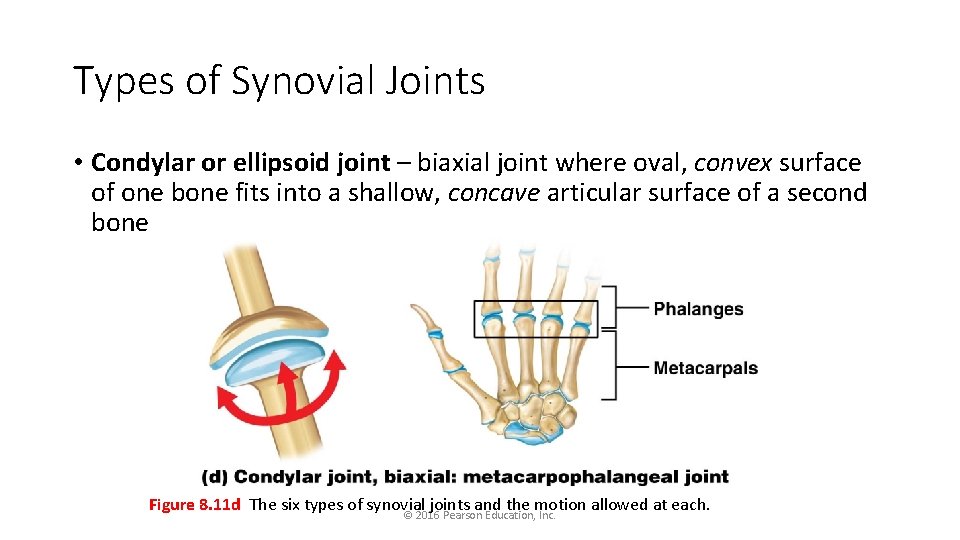 Types of Synovial Joints • Condylar or ellipsoid joint – biaxial joint where oval,