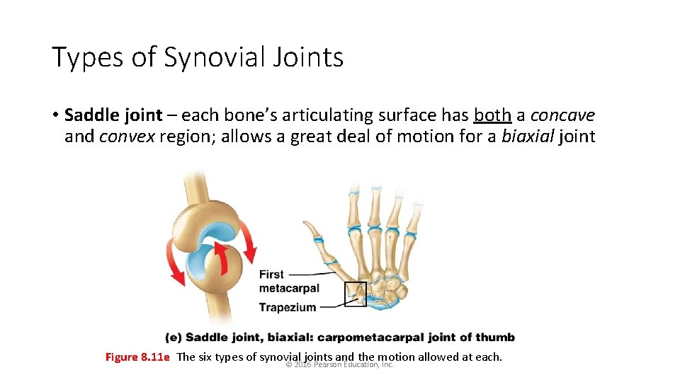 Types of Synovial Joints • Saddle joint – each bone’s articulating surface has both