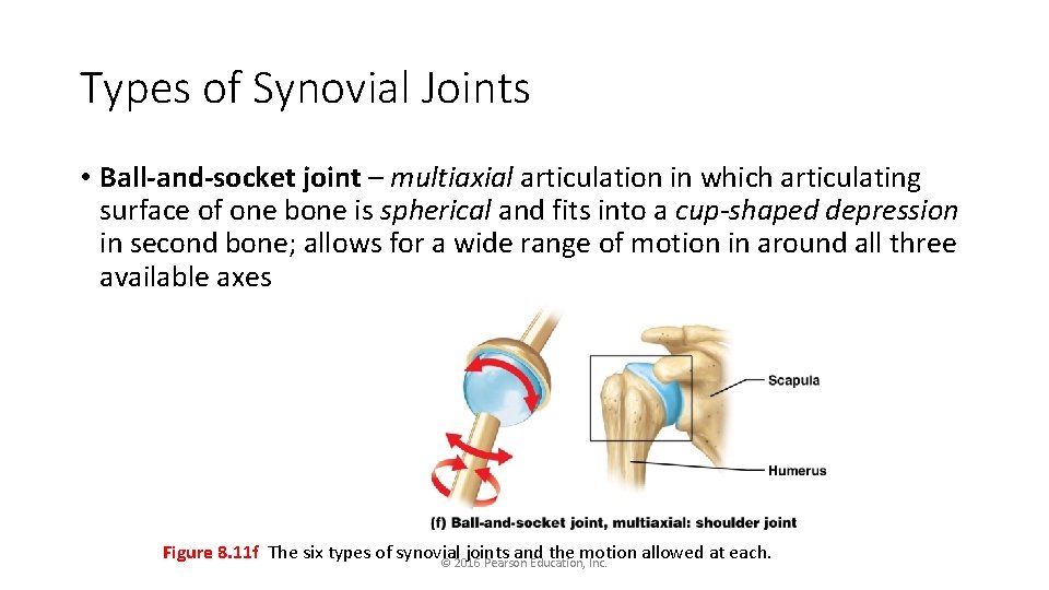 Types of Synovial Joints • Ball-and-socket joint – multiaxial articulation in which articulating surface