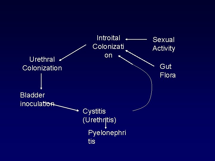 Urethral Colonization Bladder inoculation Introital Colonizati on Sexual Activity Gut Flora Cystitis (Urethritis) Pyelonephri