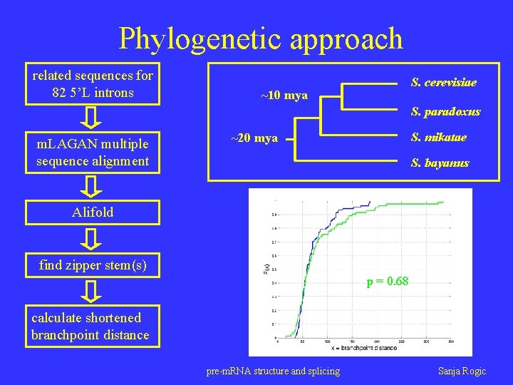 Phylogenetic approach related sequences for 82 5’L introns S. cerevisiae ~10 mya S. paradoxus