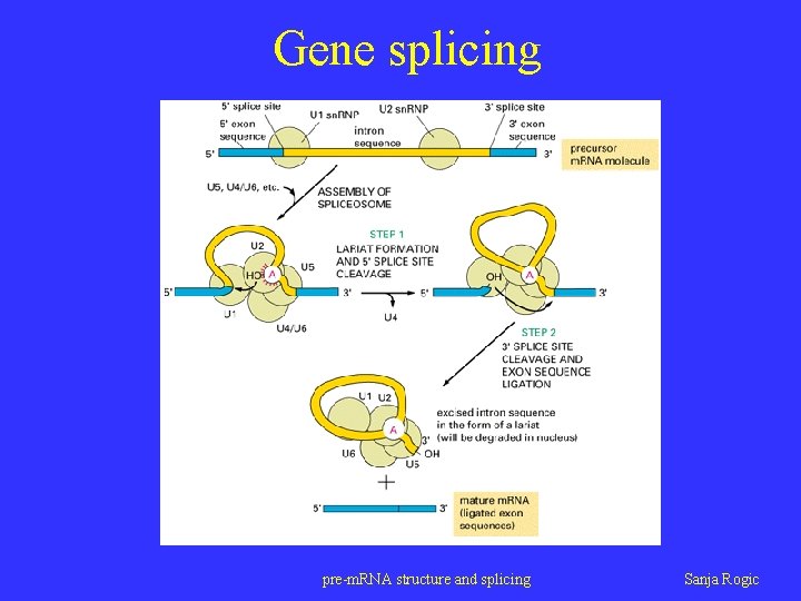 Gene splicing pre-m. RNA structure and splicing Sanja Rogic 