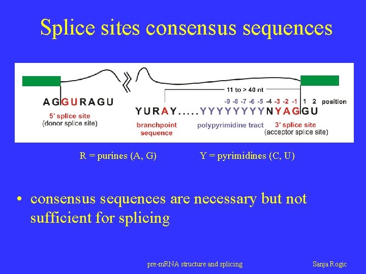 Splice sites consensus sequences R = purines (A, G) Y = pyrimidines (C, U)