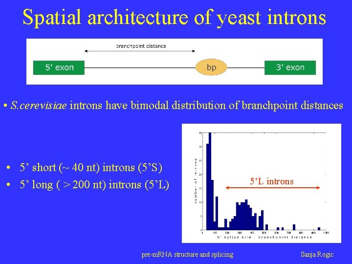 Spatial architecture of yeast introns • S. cerevisiae introns have bimodal distribution of branchpoint