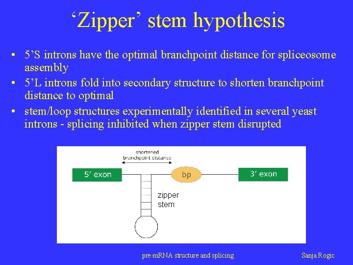 ‘Zipper’ stem hypothesis • 5’S introns have the optimal branchpoint distance for spliceosome assembly