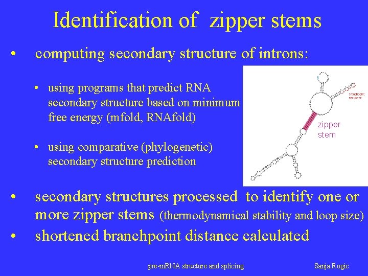 Identification of zipper stems • computing secondary structure of introns: • using programs that