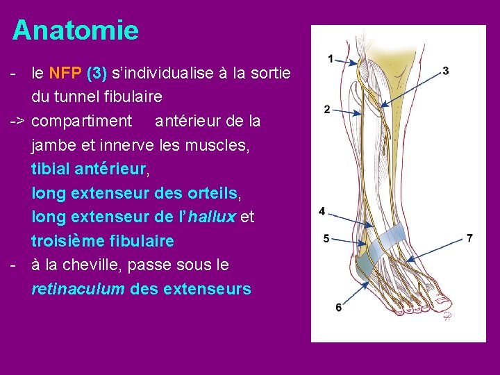 Anatomie - le NFP (3) s’individualise à la sortie du tunnel fibulaire -> compartiment