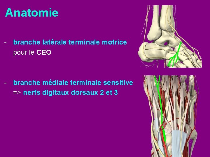 Anatomie - branche latérale terminale motrice pour le CEO - branche médiale terminale sensitive