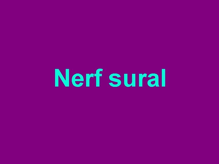 Nerf sural 