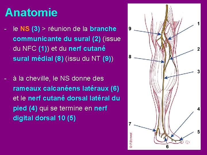 Anatomie - le NS (3) > réunion de la branche communicante du sural (2)