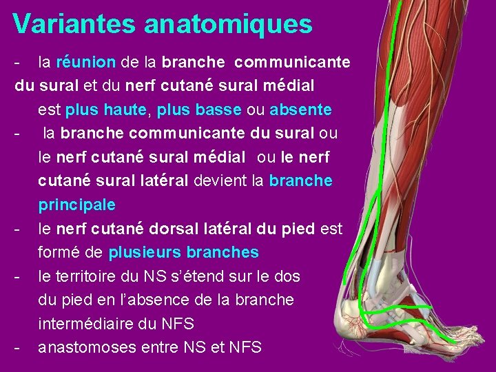 Variantes anatomiques - la réunion de la branche communicante du sural et du nerf