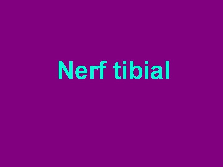 Nerf tibial 