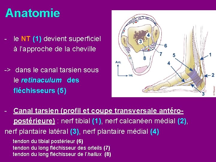 Anatomie - le NT (1) devient superficiel à l’approche de la cheville -> dans