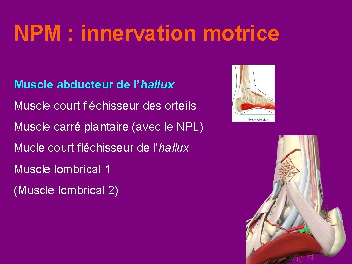 NPM : innervation motrice Muscle abducteur de l’hallux Muscle court fléchisseur des orteils Muscle